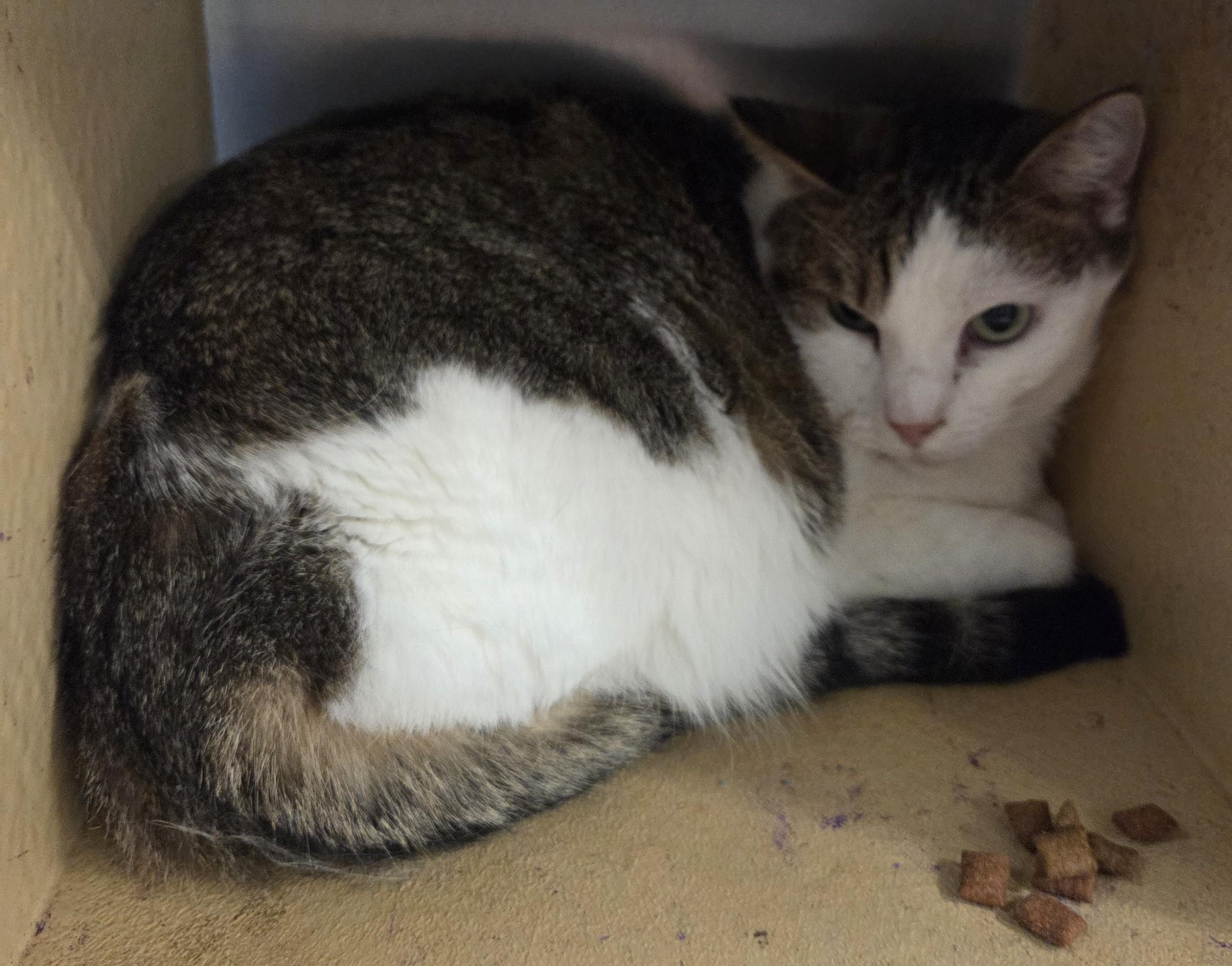 Mac, Adoptable, Adult Male Tabby.