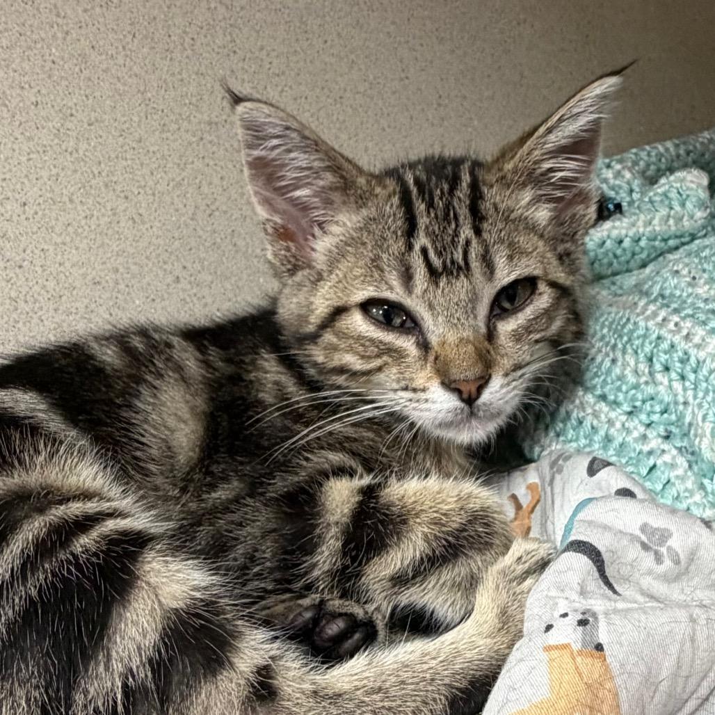 Goshua, Adoptable, Kitten Male Domestic Short Hair.