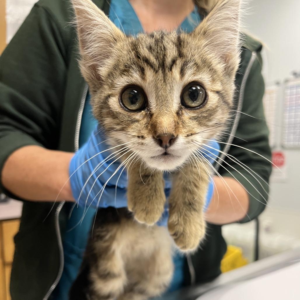 Goshua, a Adoptable Domestic Short Hair in Durango, CO image 3/4