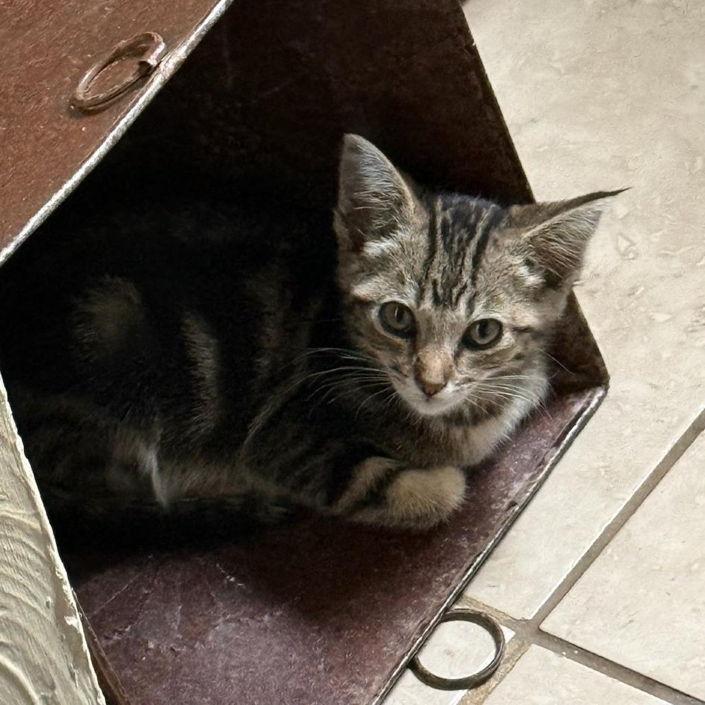 Goshua, a Adoptable Domestic Short Hair in Durango, CO image 4/4