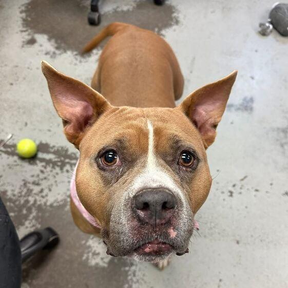 Bunny, Adoptable, Adult Female American Staffordshire Terrier & Pit Bull Terrier.