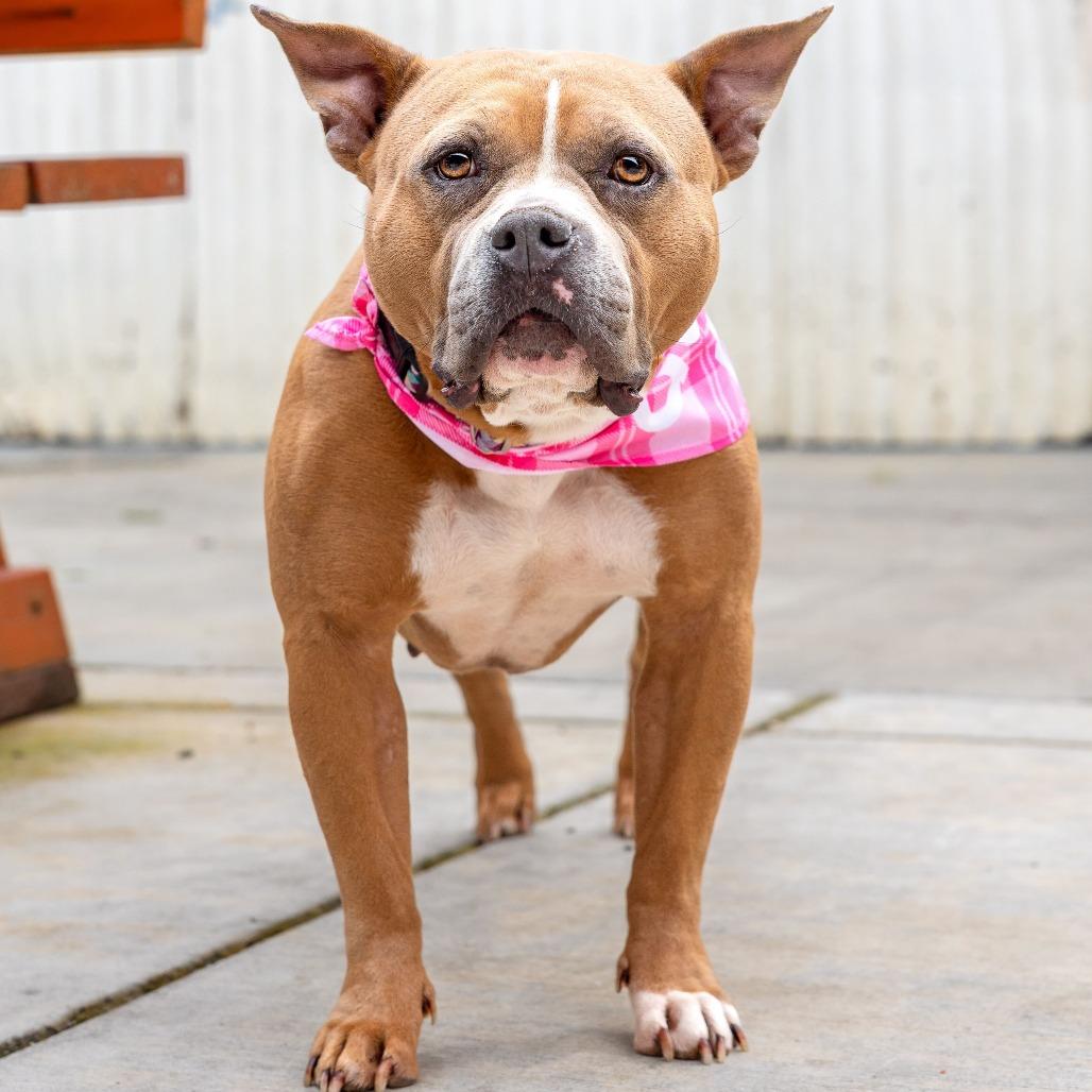 Enlarge Bunny, a Adoptable mixed breed in Turlock, CA image 2/6