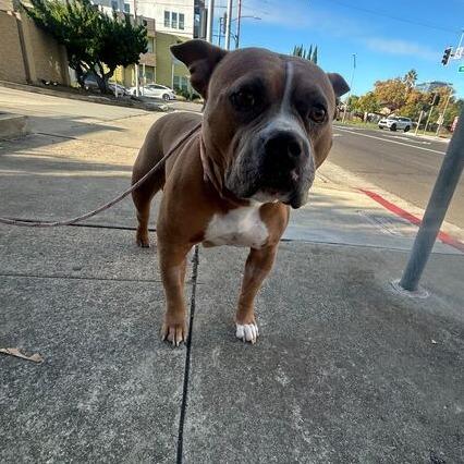 Bunny, a Adoptable mixed breed in Turlock, CA image 2/6