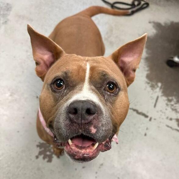 Bunny, a Adoptable mixed breed in Turlock, CA image 3/6