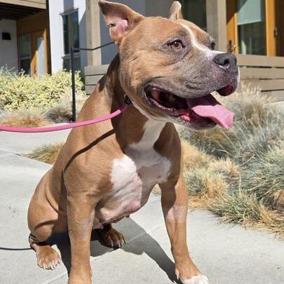 Bunny, a Adoptable mixed breed in Turlock, CA image 4/6
