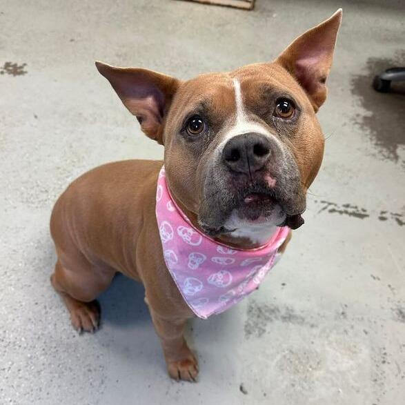 Bunny, a Adoptable mixed breed in Turlock, CA image 5/6