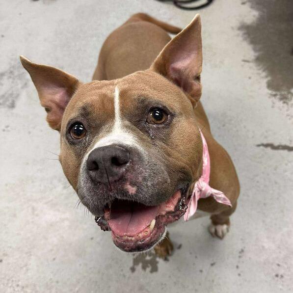 Bunny, a Adoptable mixed breed in Turlock, CA image 6/6