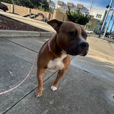 Bunny, a Adoptable mixed breed in Turlock, CA image 5/6