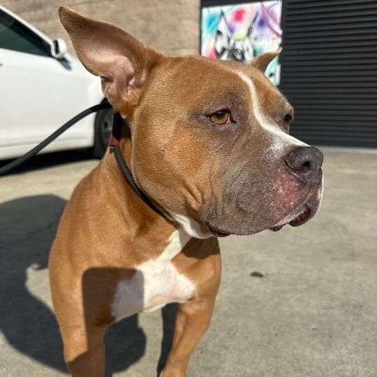 Bunny, a Adoptable mixed breed in Turlock, CA image 6/6