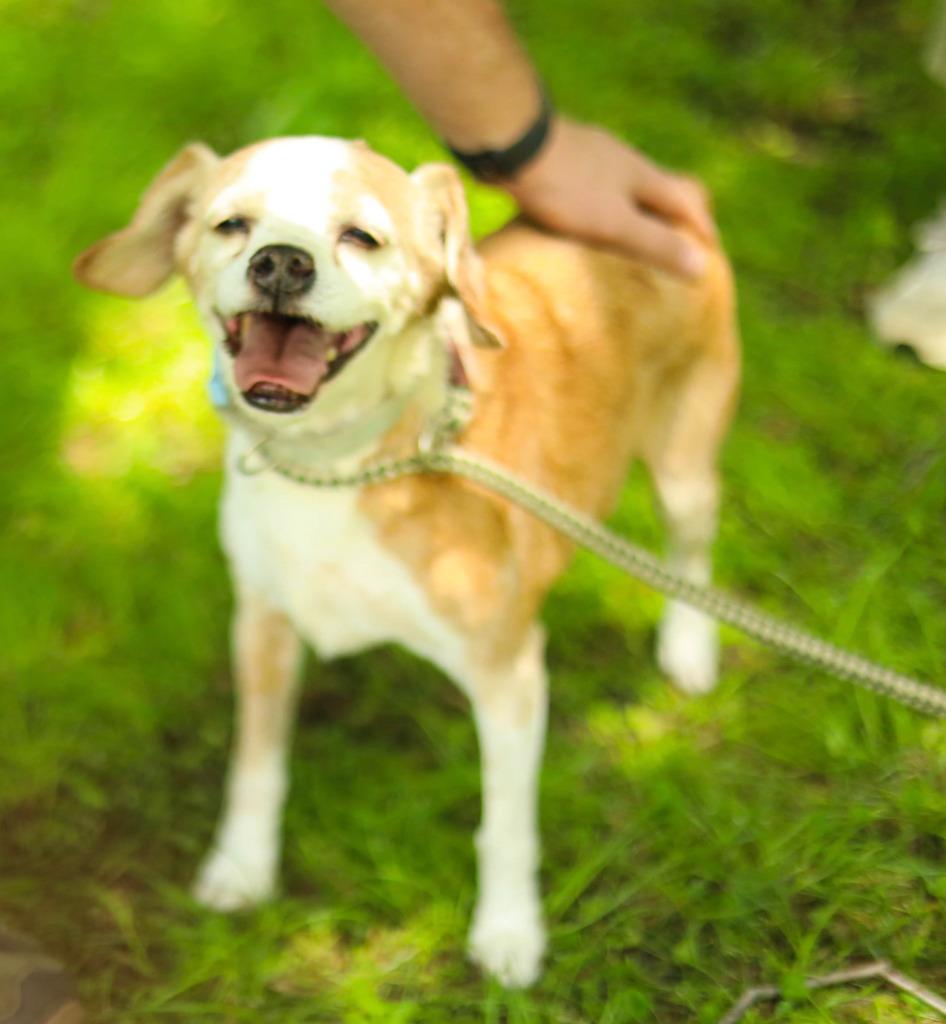 Benny, a Adoptable Beagle in Farmersville, TX image 2/2