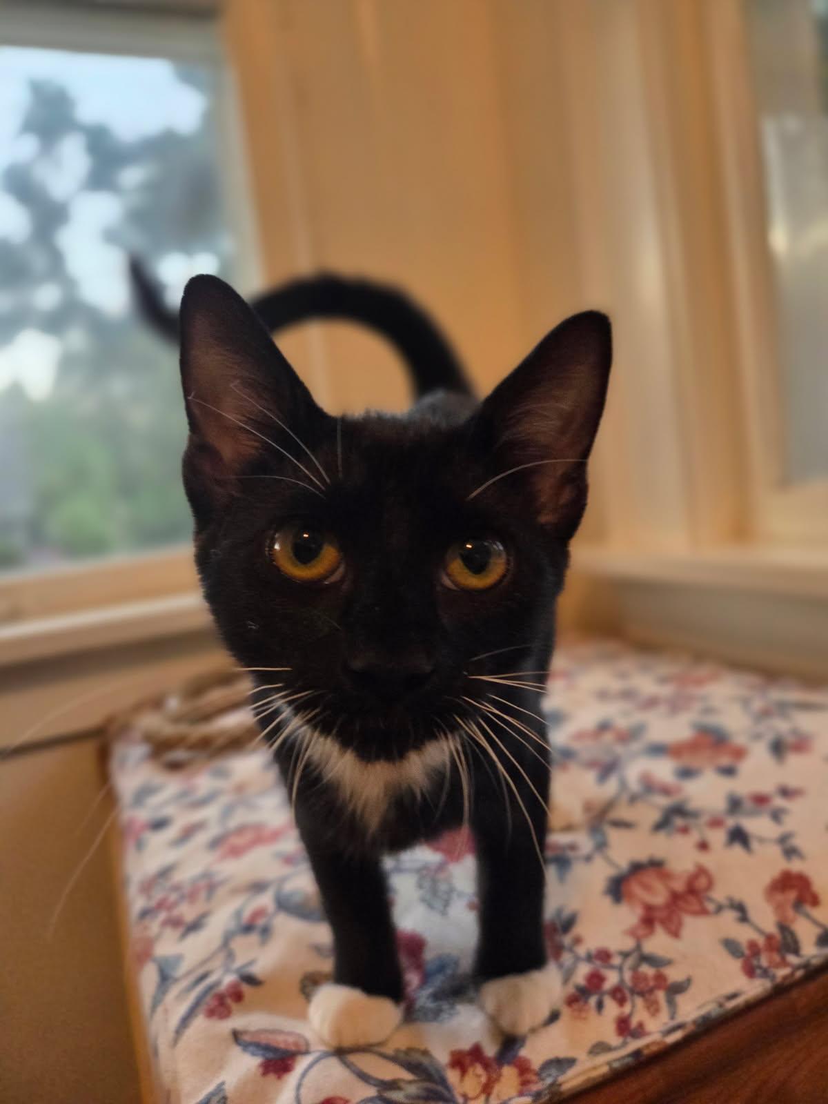 Enlarge Cappucino, a Adoptable Domestic Short Hair in Huntley, IL image 4/5