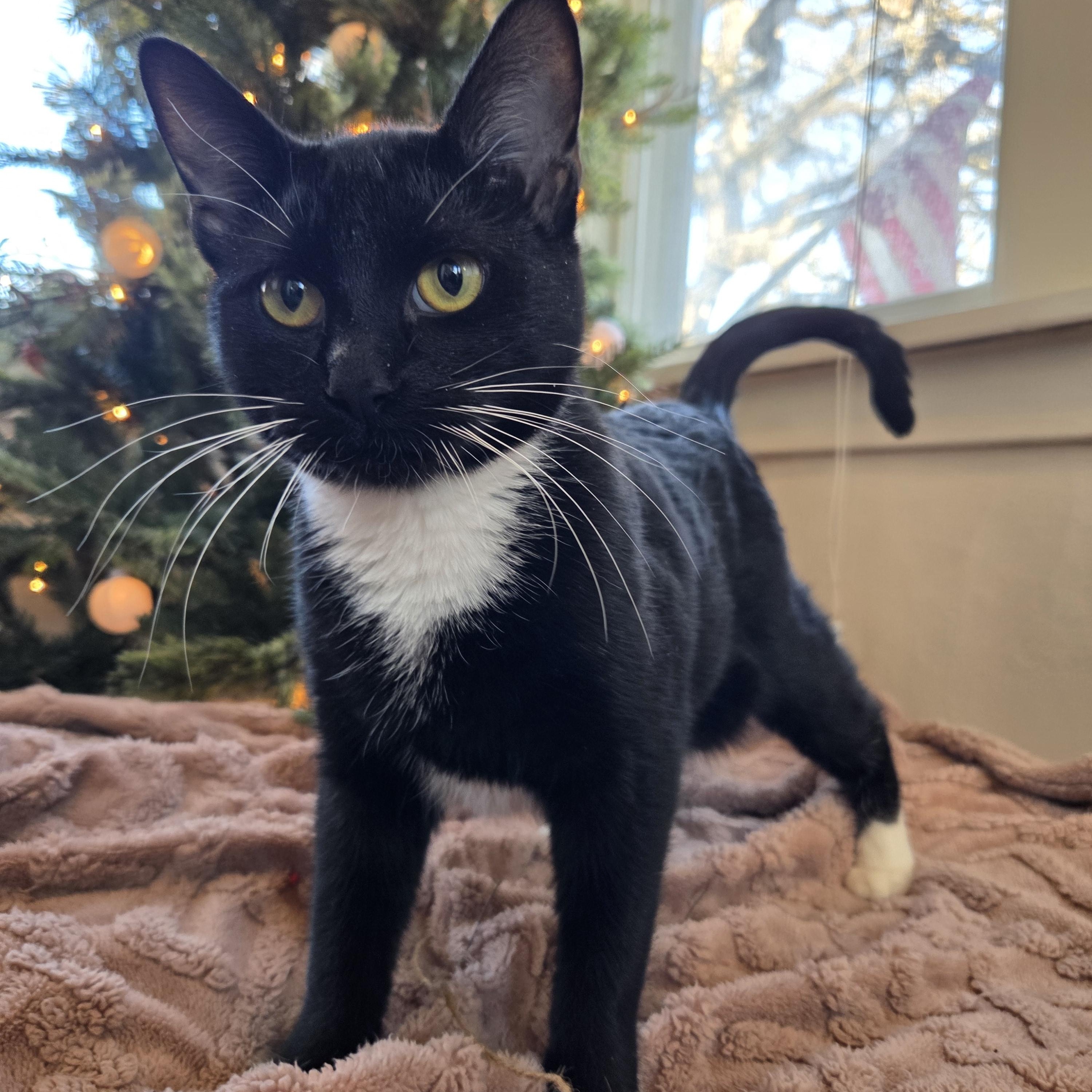 Cappucino, Adoptable, Young Female Domestic Short Hair.