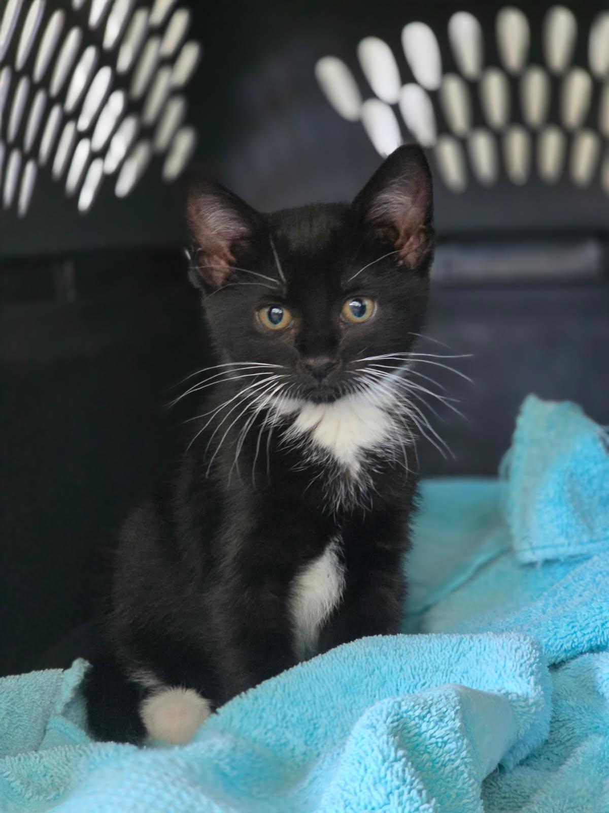 Enlarge Cappucino, a Adoptable Domestic Short Hair in Huntley, IL image 3/5