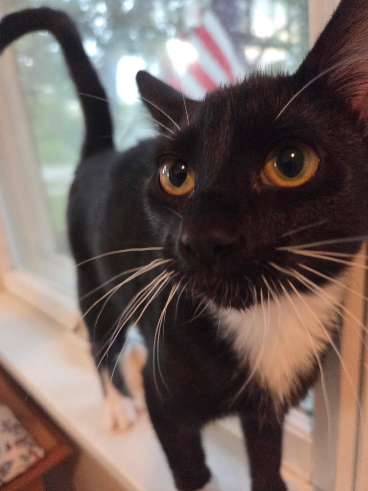 Cappucino, Adoptable, Young Female Domestic Short Hair.