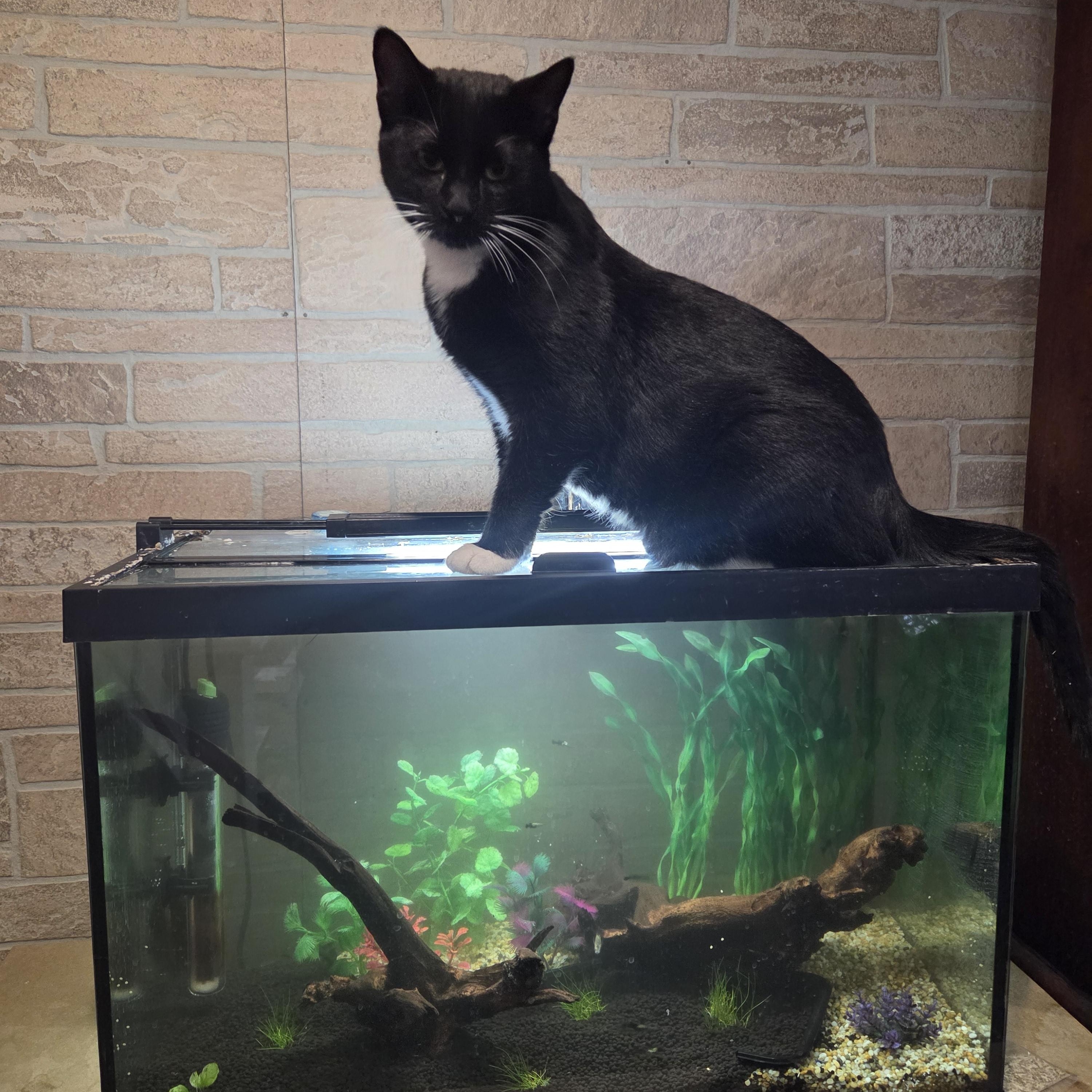 Enlarge Cappucino, a Adoptable Domestic Short Hair in Huntley, IL image 4/5