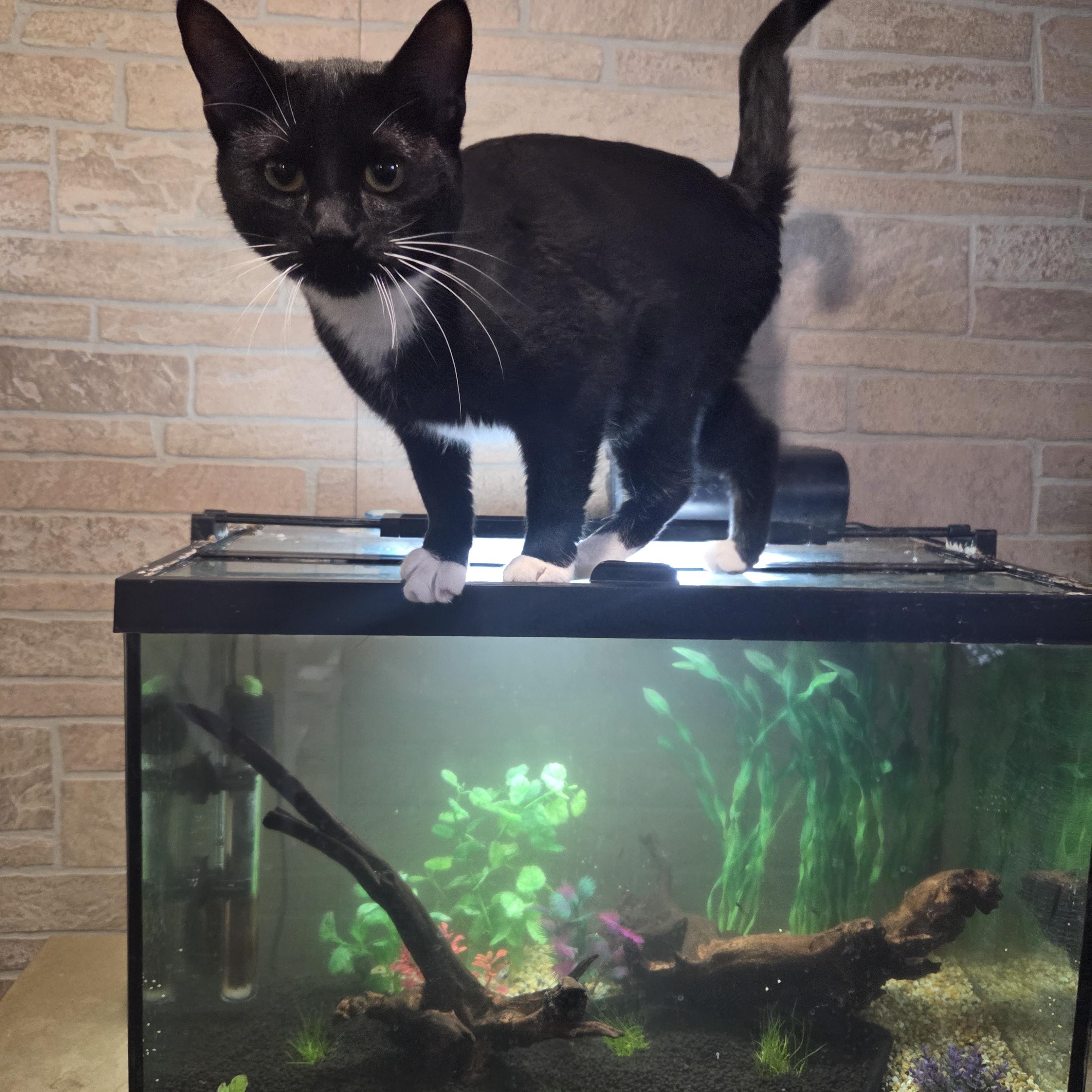 Enlarge Cappucino, a Adoptable Domestic Short Hair in Huntley, IL image 5/5