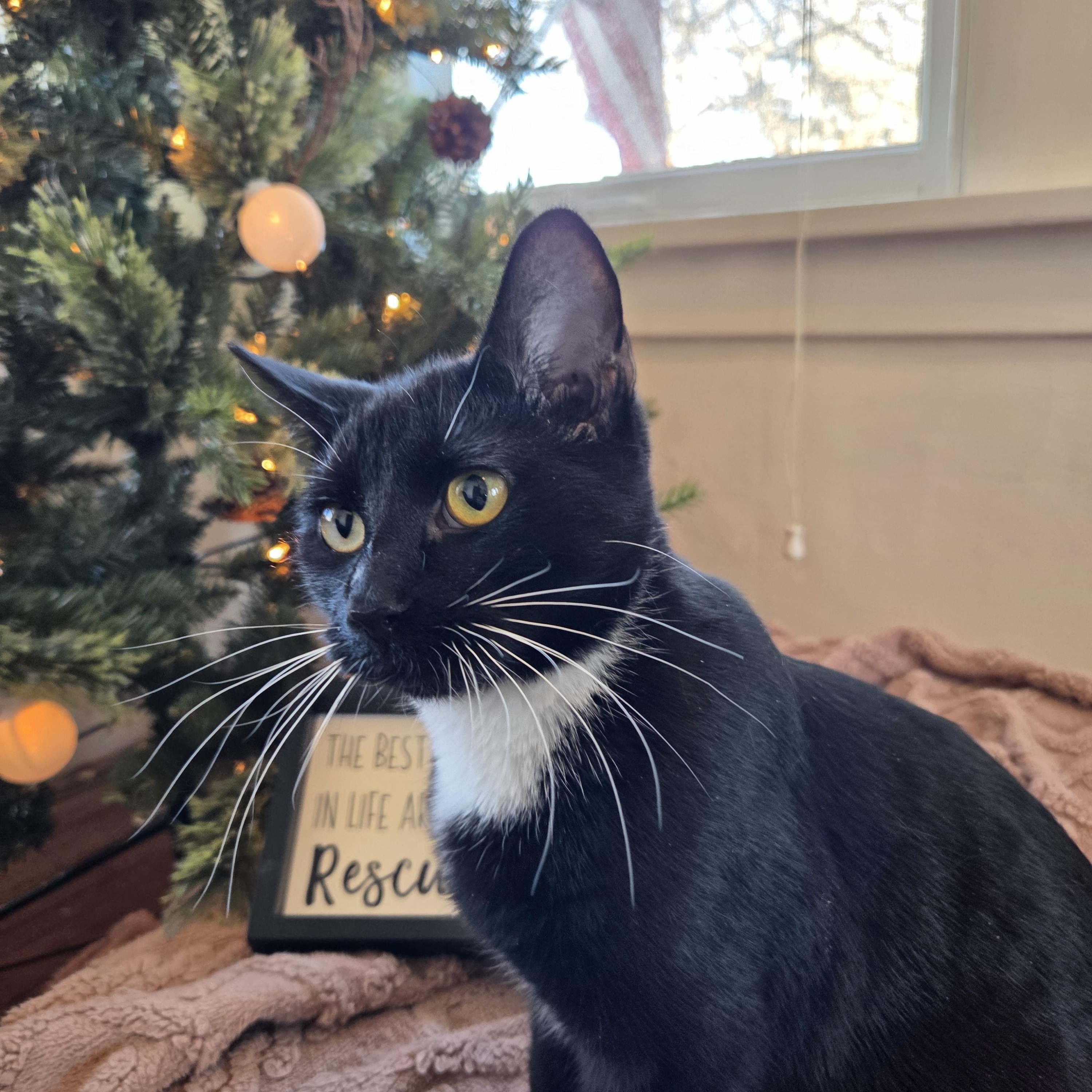 Cappucino — thumbnail 4