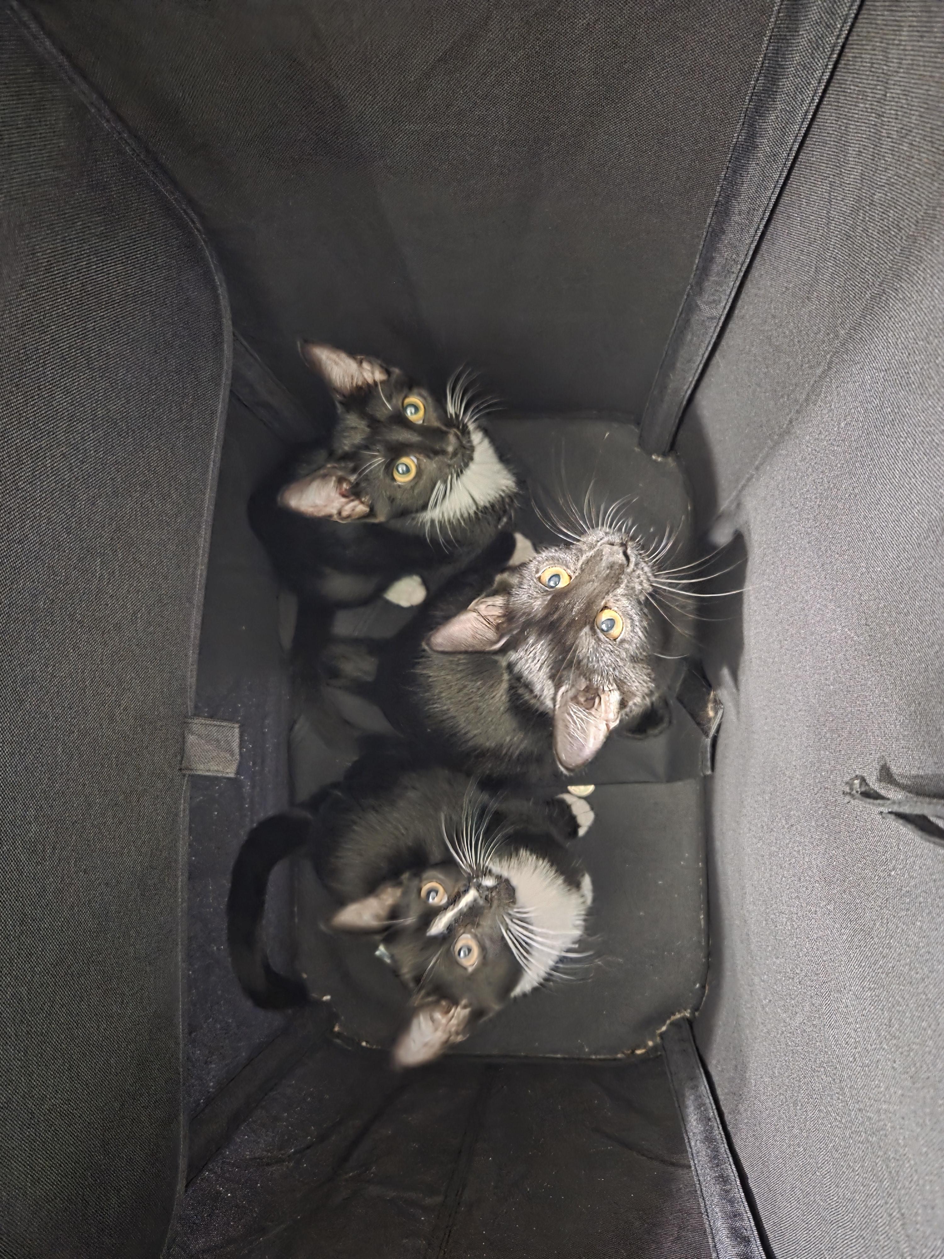 Enlarge Cappucino, a Adoptable Domestic Short Hair in Huntley, IL image 5/5