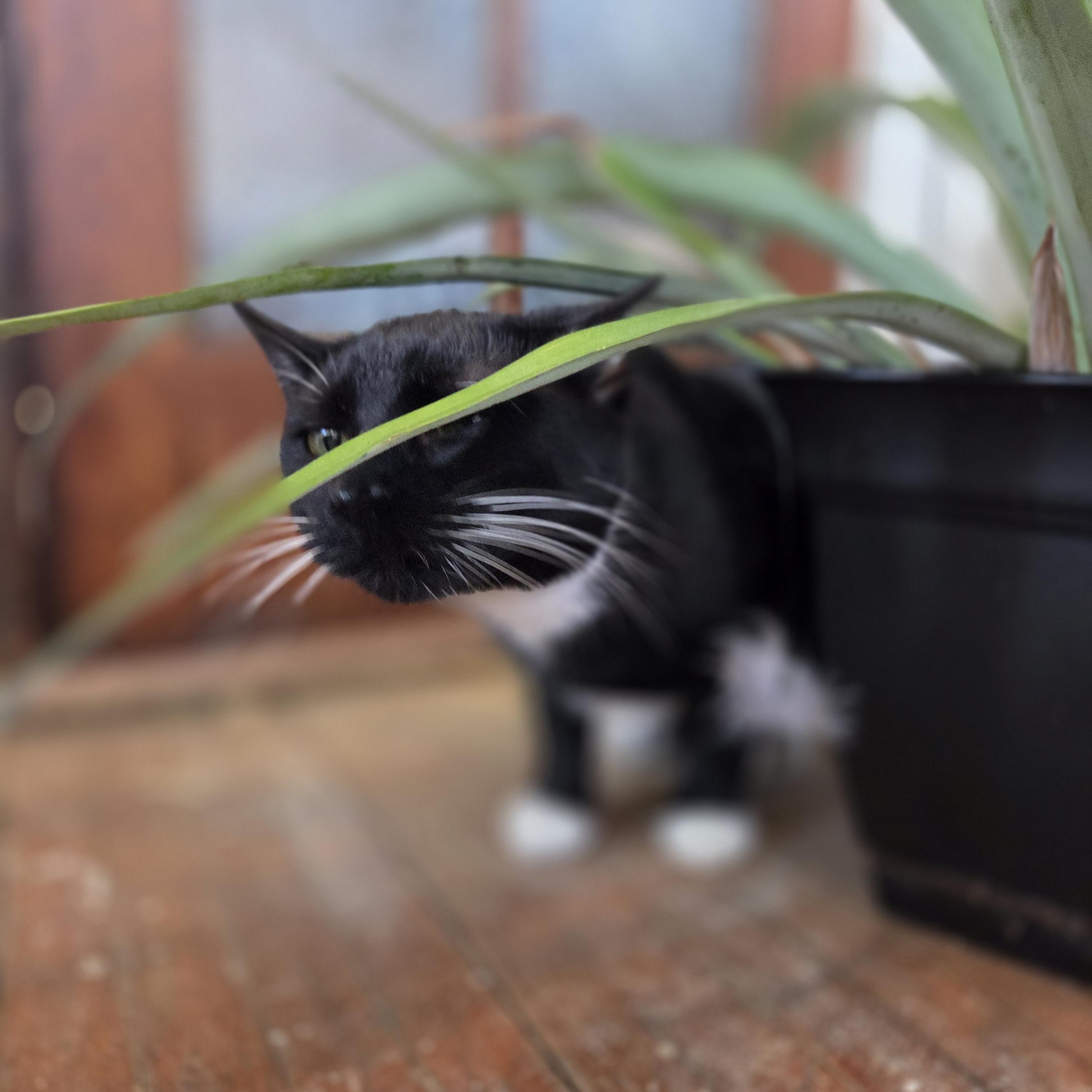 Enlarge Cappucino, a Adoptable Domestic Short Hair in Huntley, IL image 2/5