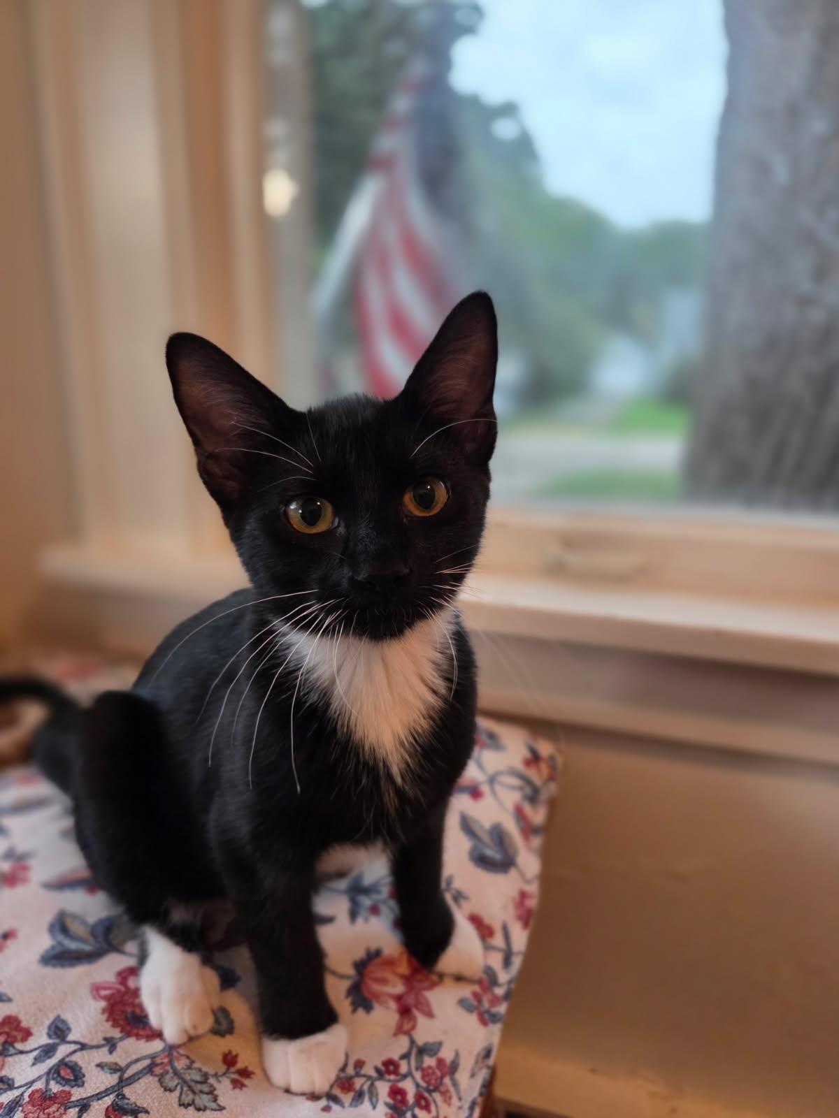 Enlarge Cappucino, a Adoptable Domestic Short Hair in Huntley, IL image 2/5