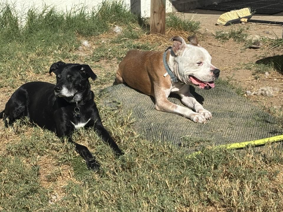 Butters, Adoptable, Senior Male Pit Bull Terrier.