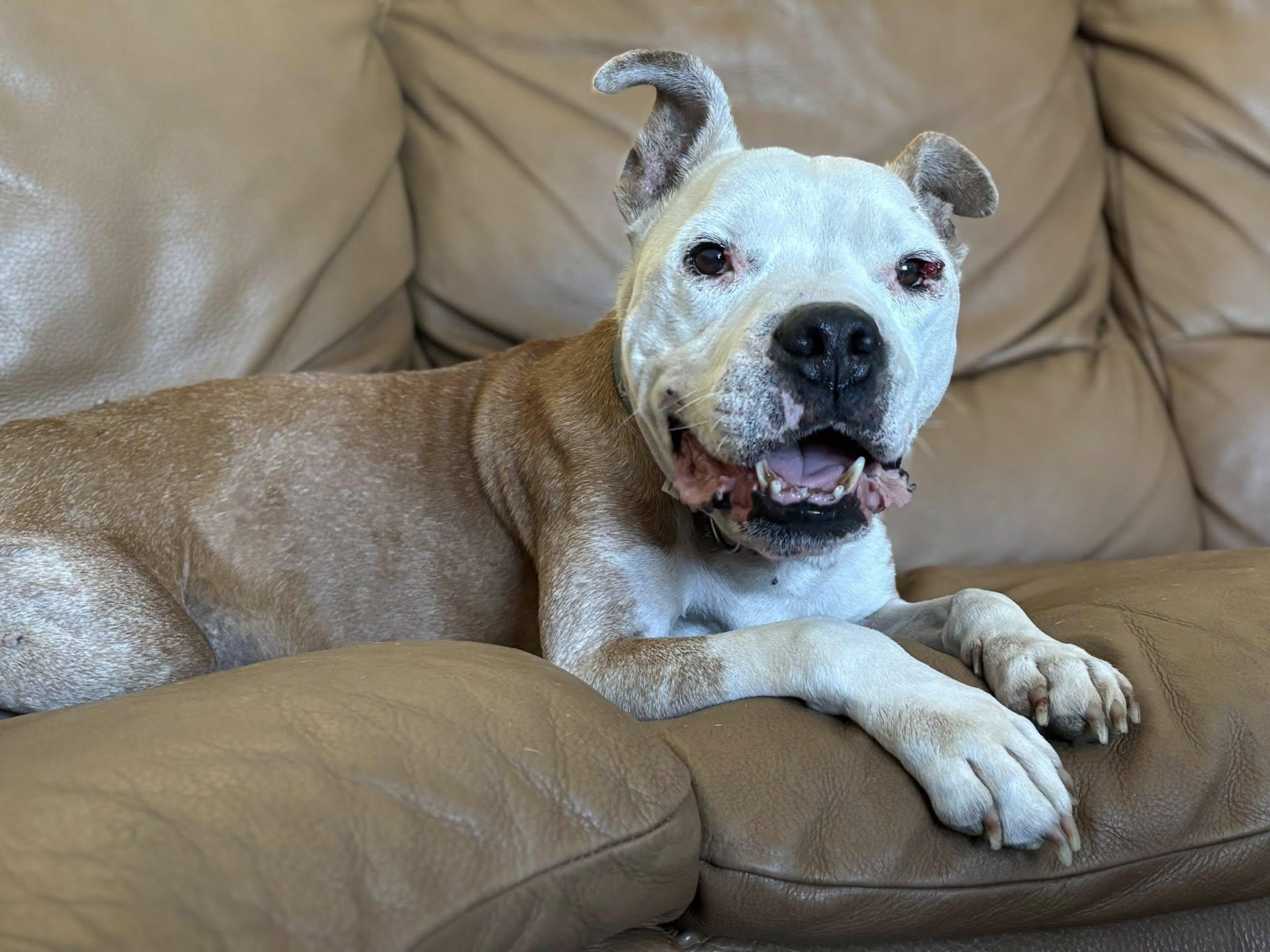 Enlarge Butters, a Adoptable mixed breed in Arcadia, FL image 2/2