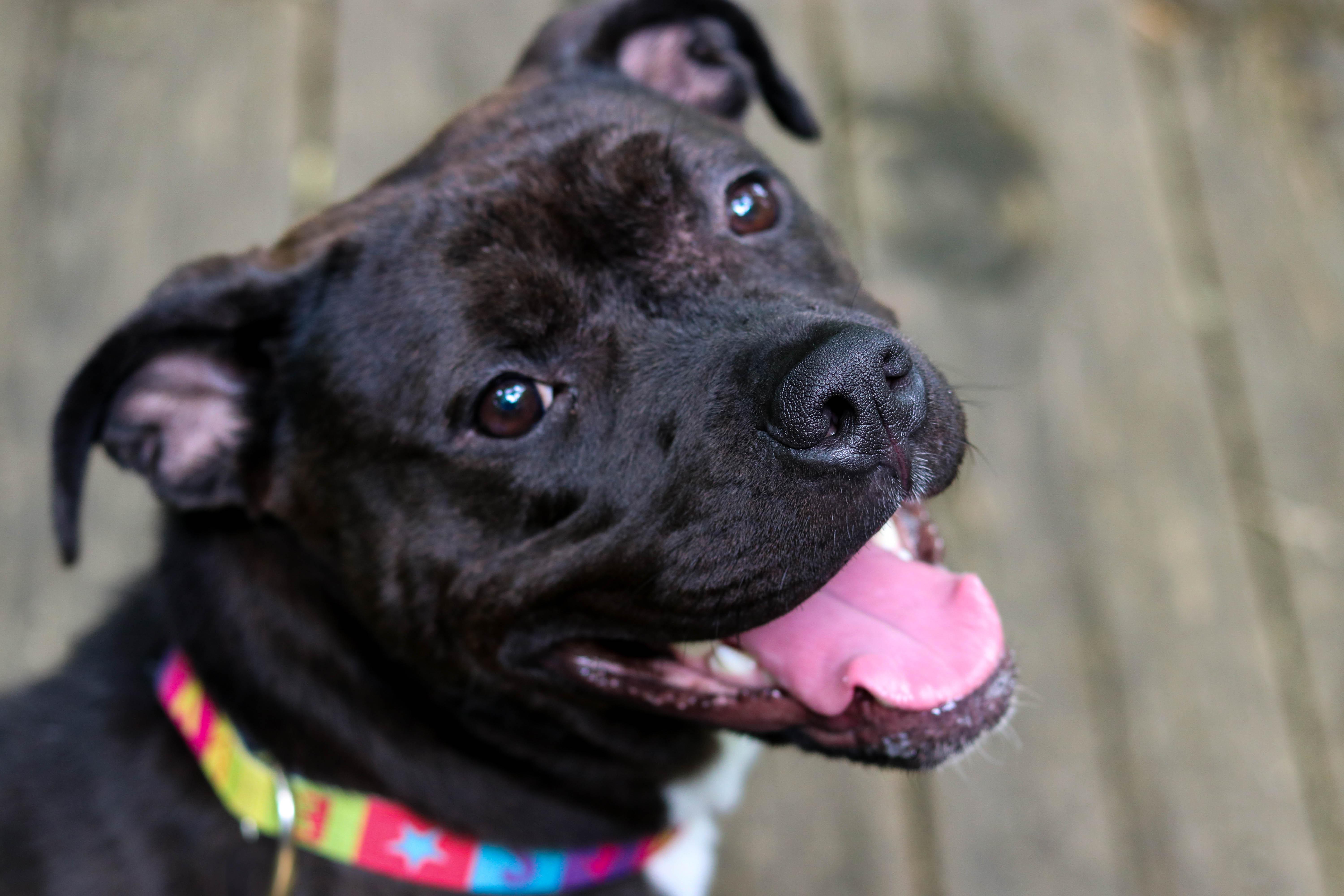 Hannah, Young Female Pit Bull Terrier