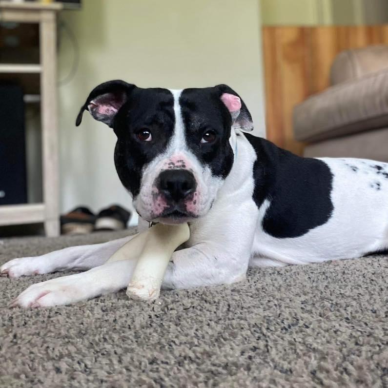 Enlarge Oreo Blizzard, a Adoptable mixed breed in Long Island City, NY image 1/6