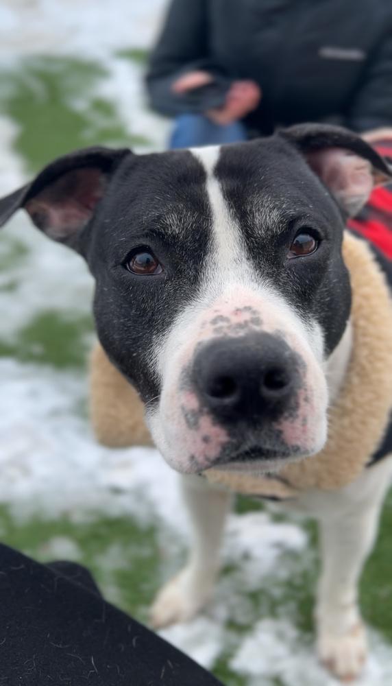 Enlarge Oreo Blizzard, a Adoptable mixed breed in Long Island City, NY image 2/6