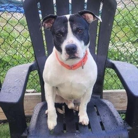 Enlarge Oreo Blizzard, a Adoptable mixed breed in Long Island City, NY image 2/6