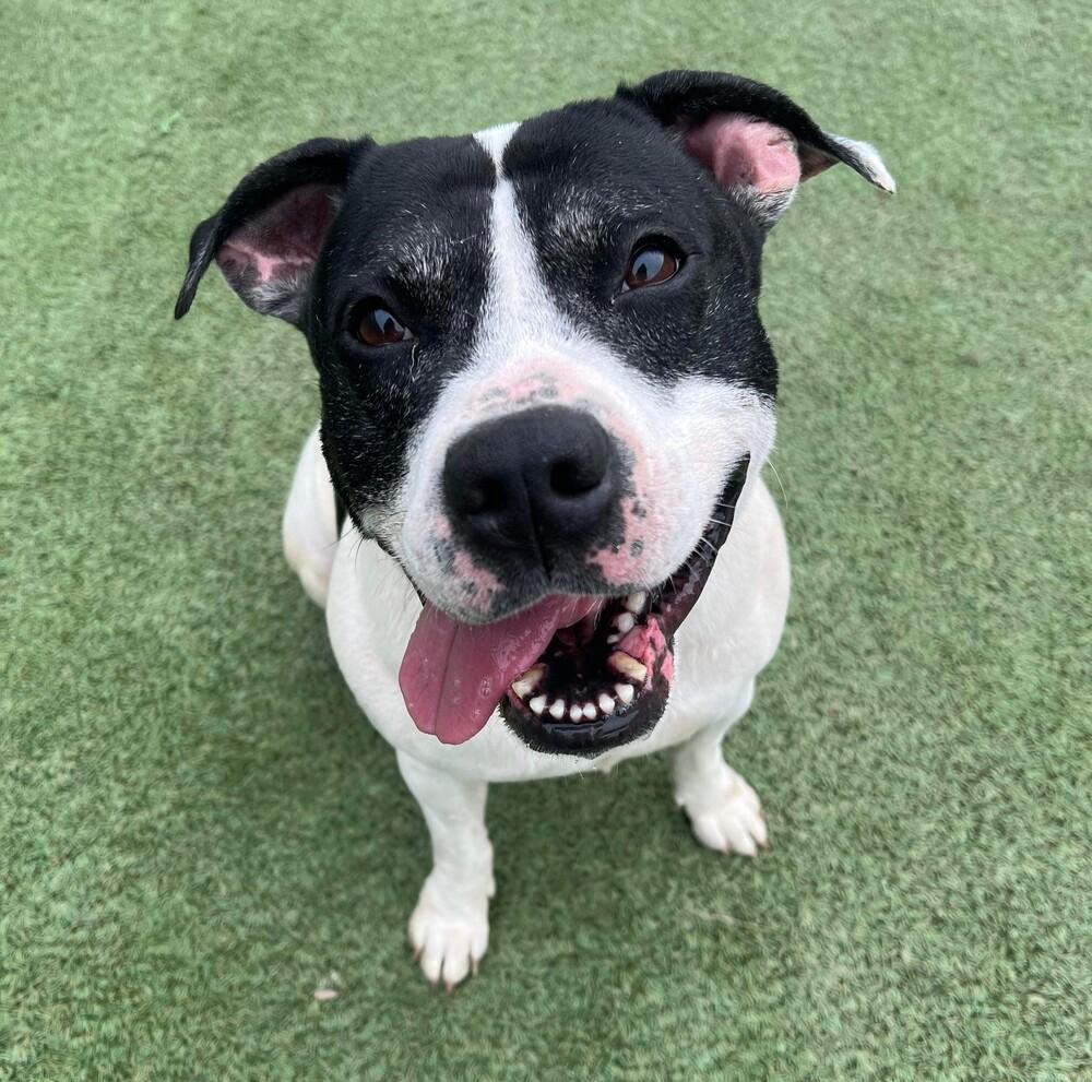 Enlarge Oreo Blizzard, a Adoptable mixed breed in Long Island City, NY image 3/6