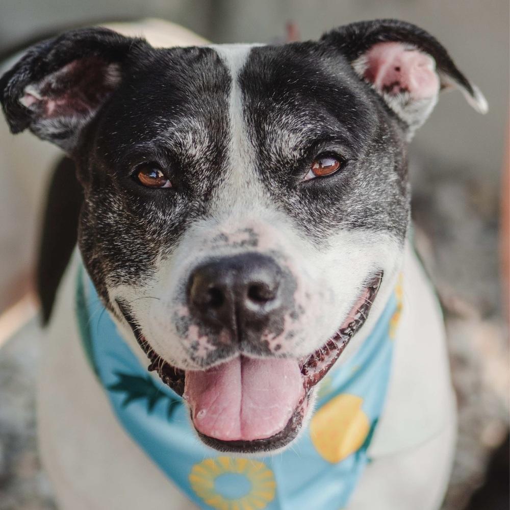 Enlarge Oreo Blizzard, a Adoptable mixed breed in Long Island City, NY image 4/6