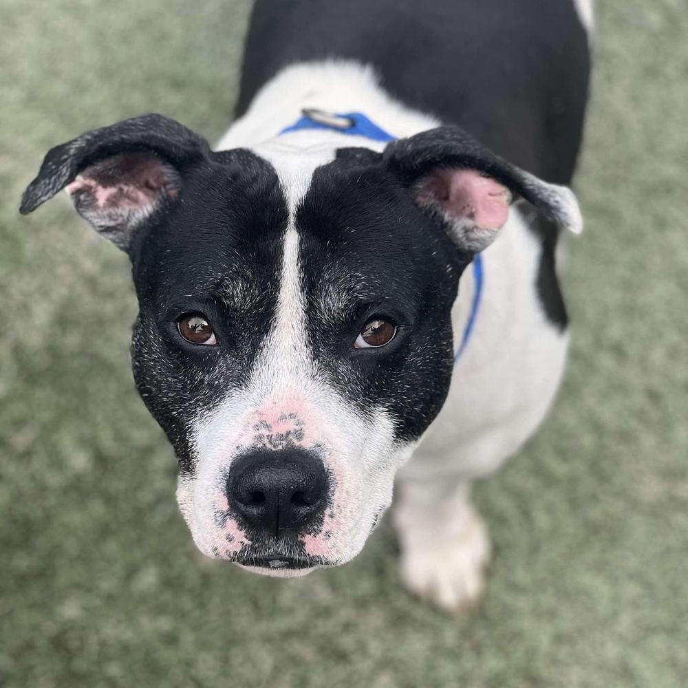 Enlarge Oreo Blizzard, a Adoptable mixed breed in Long Island City, NY image 5/6
