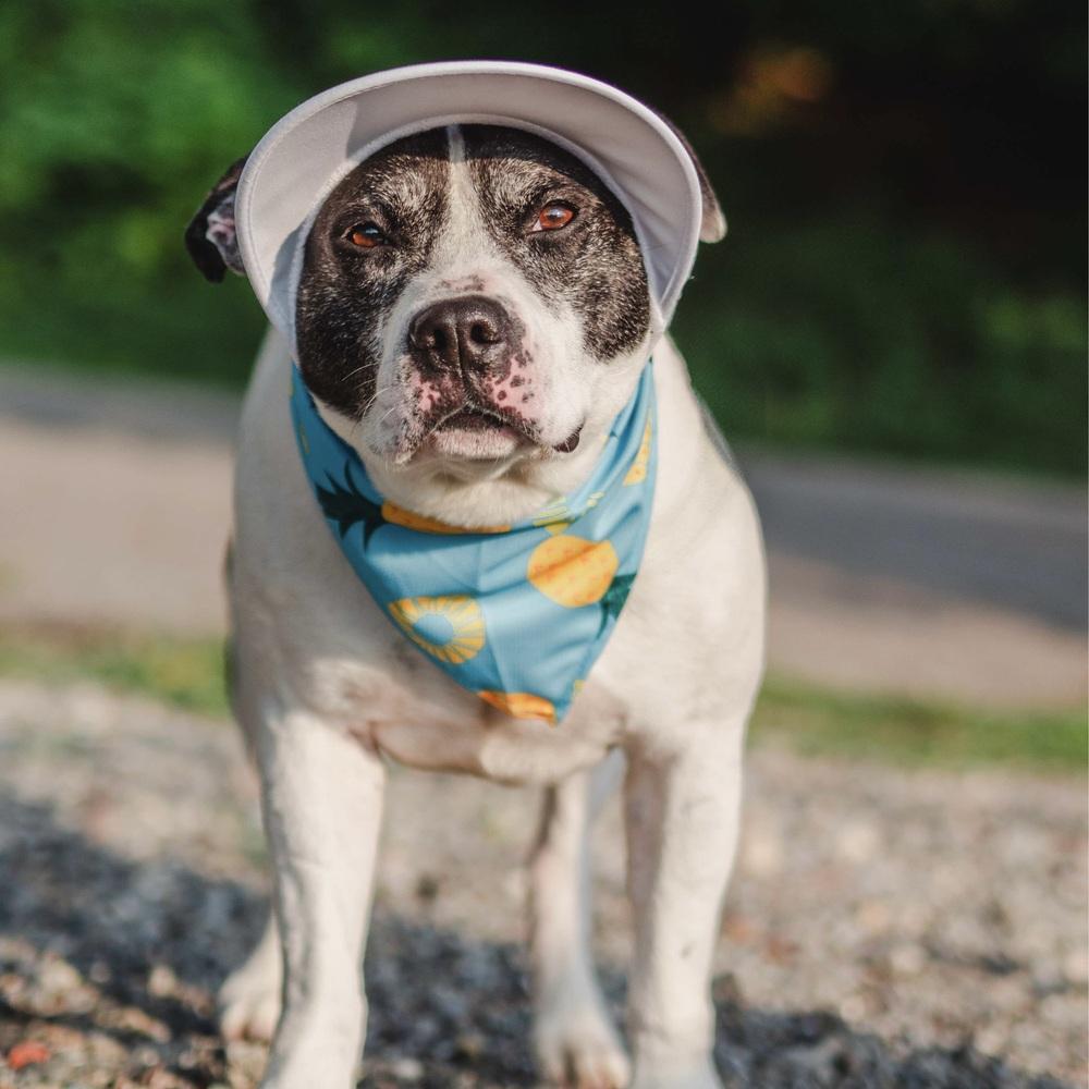 Enlarge Oreo Blizzard, a Adoptable mixed breed in Long Island City, NY image 6/6