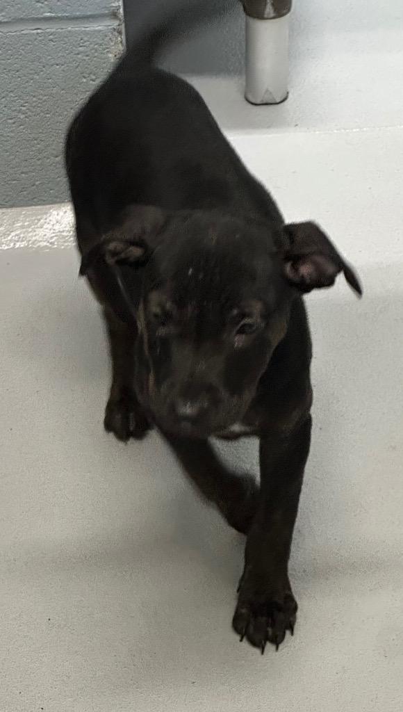 Jilly, a Adoptable mixed breed in Hot Springs Village, AR image 1/3