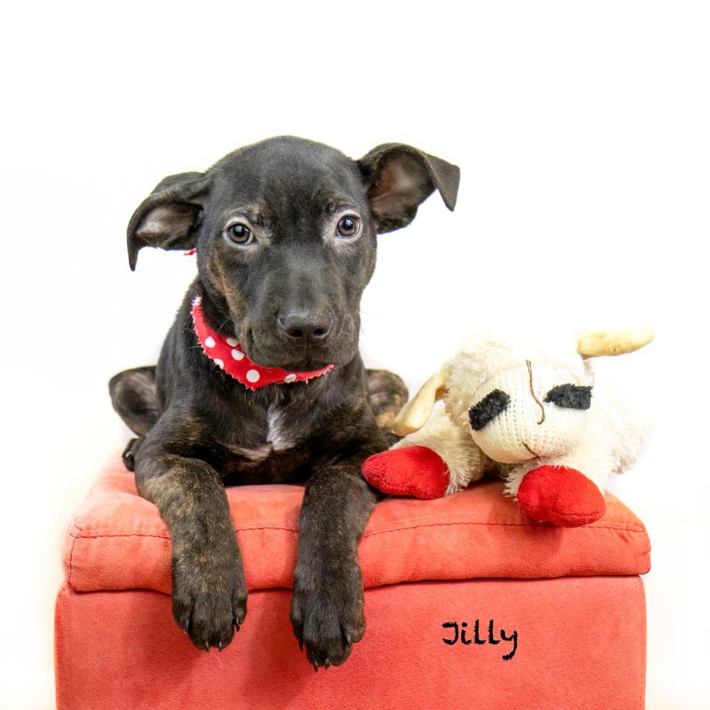 Jilly, a Adoptable mixed breed in Hot Springs Village, AR image 3/3