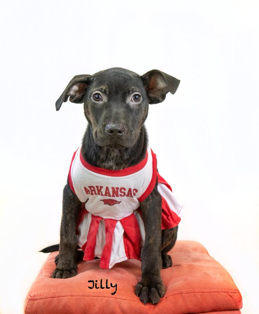 Jilly, a Adoptable mixed breed in Hot Springs Village, AR image 3/3