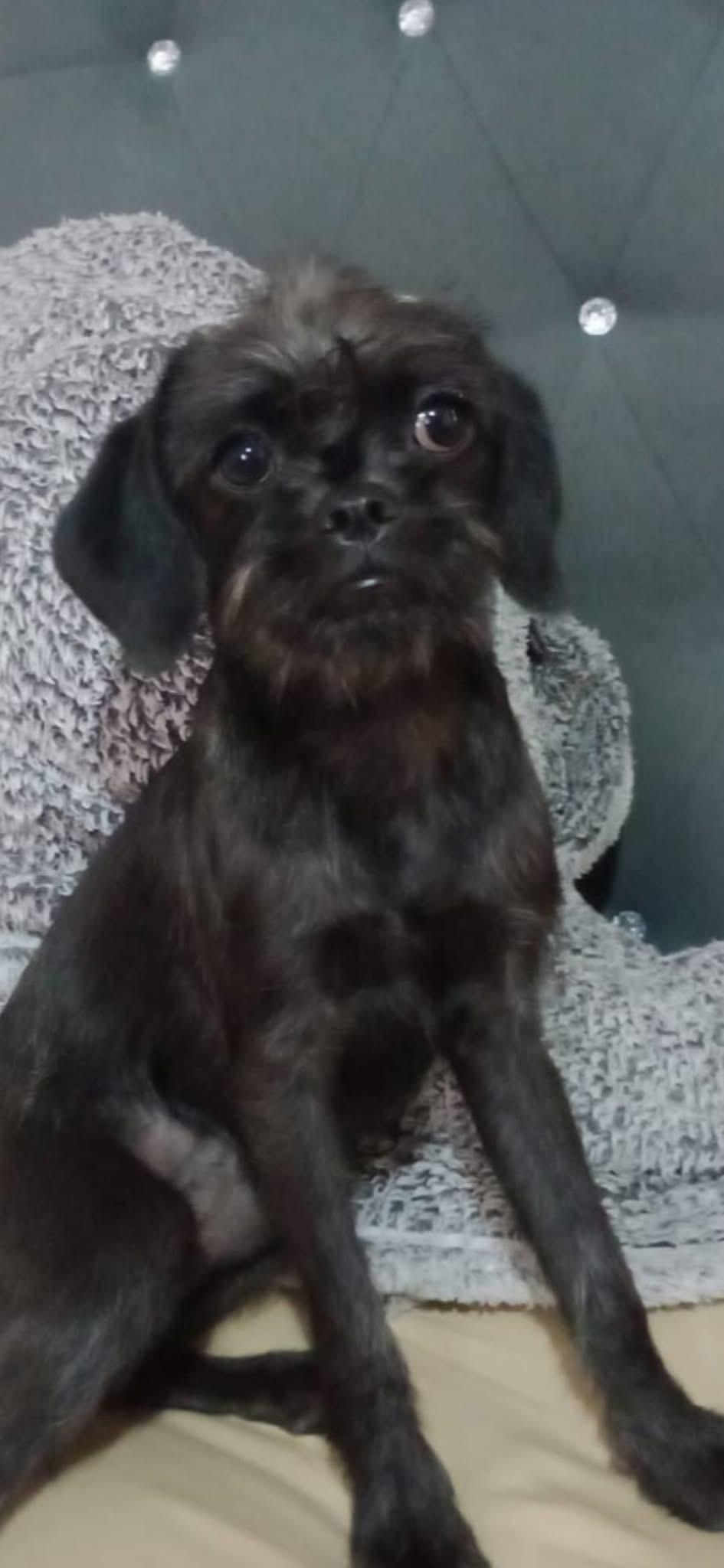 Enlarge MIKO, a Adopted mixed breed in Langley, BC image 4/6