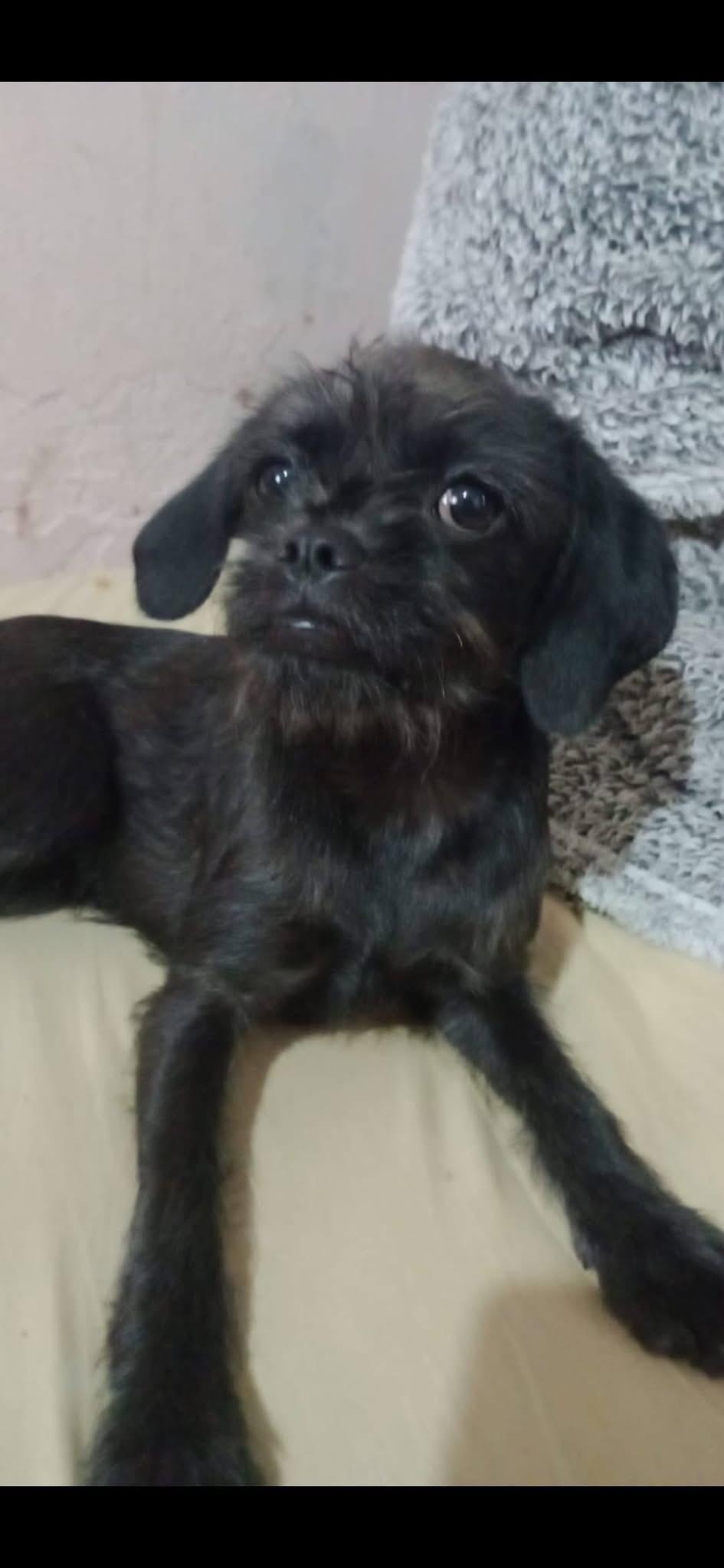 Enlarge MIKO, a Adopted mixed breed in Langley, BC image 3/6