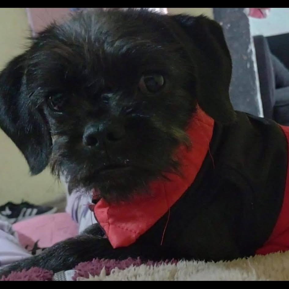 MIKO, Adopted, Puppy Male Pug & Terrier.