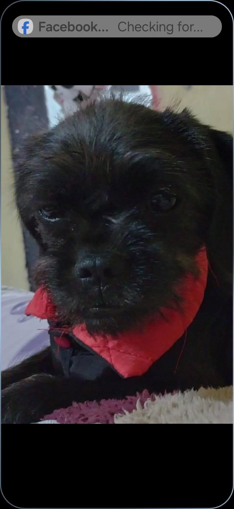 Enlarge MIKO, a Adopted mixed breed in Langley, BC image 6/6
