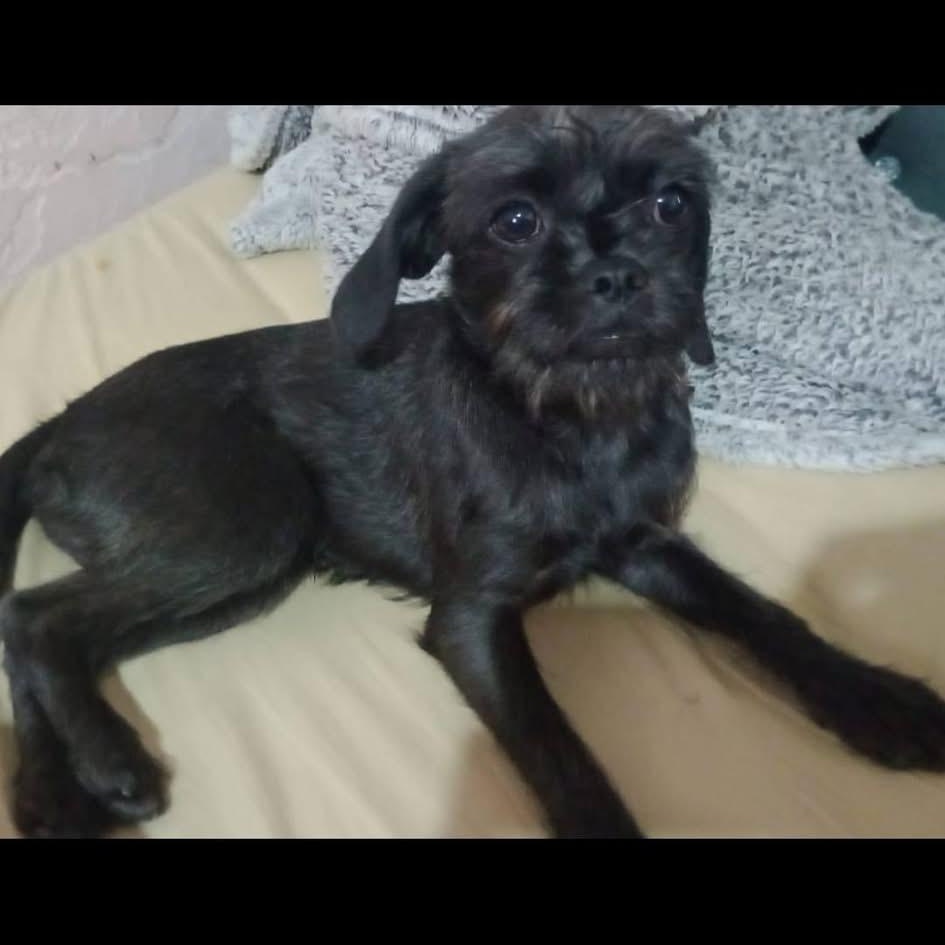 Enlarge MIKO, a Adopted mixed breed in Langley, BC image 5/6