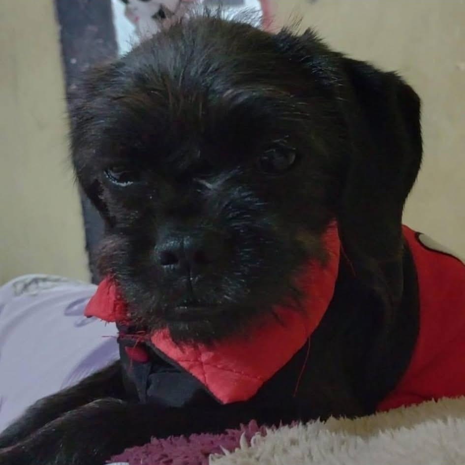 Enlarge MIKO, a Adopted mixed breed in Langley, BC image 2/6