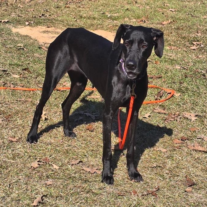 Kara, a Adoptable Great Dane in Pensacola, FL image 1/6