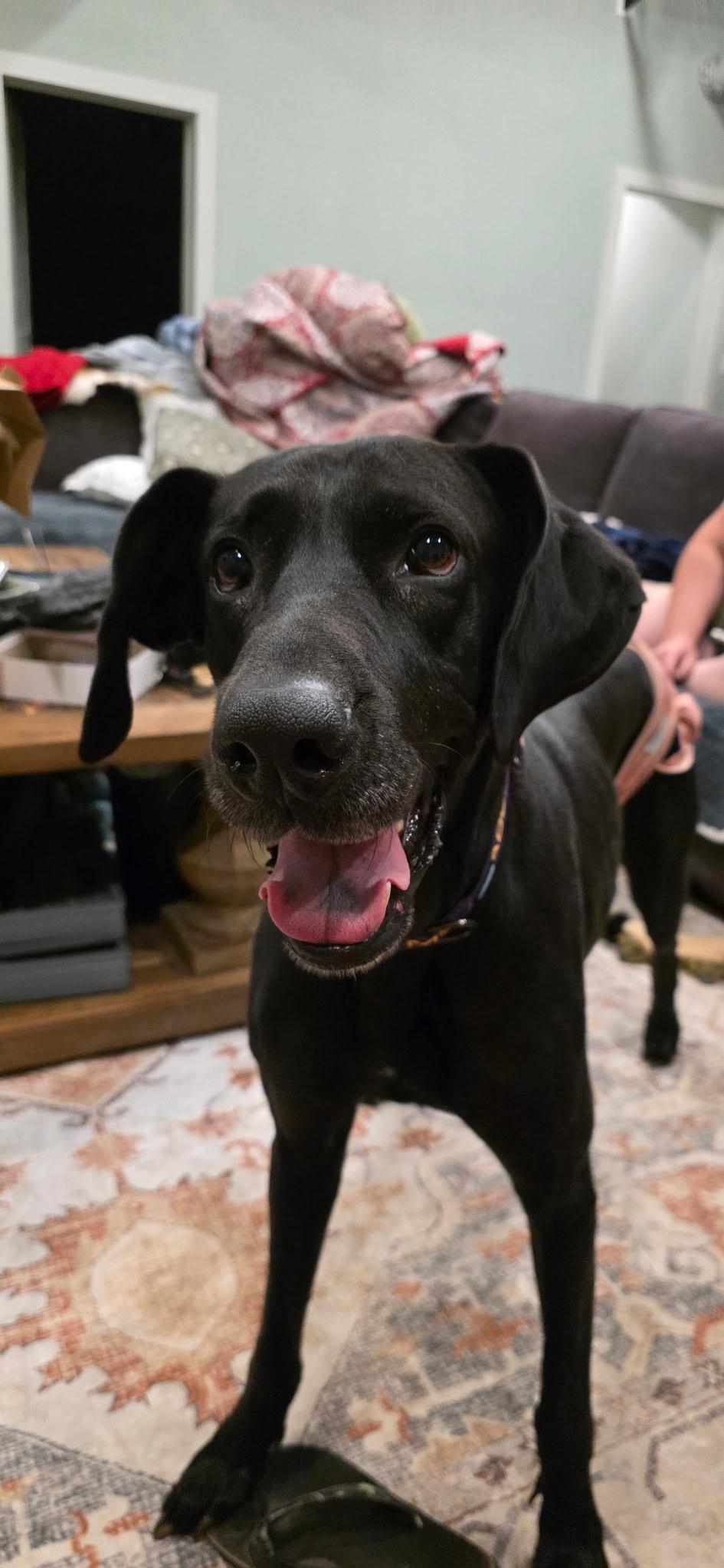 Kara, a Adoptable Great Dane in Pensacola, FL image 2/6