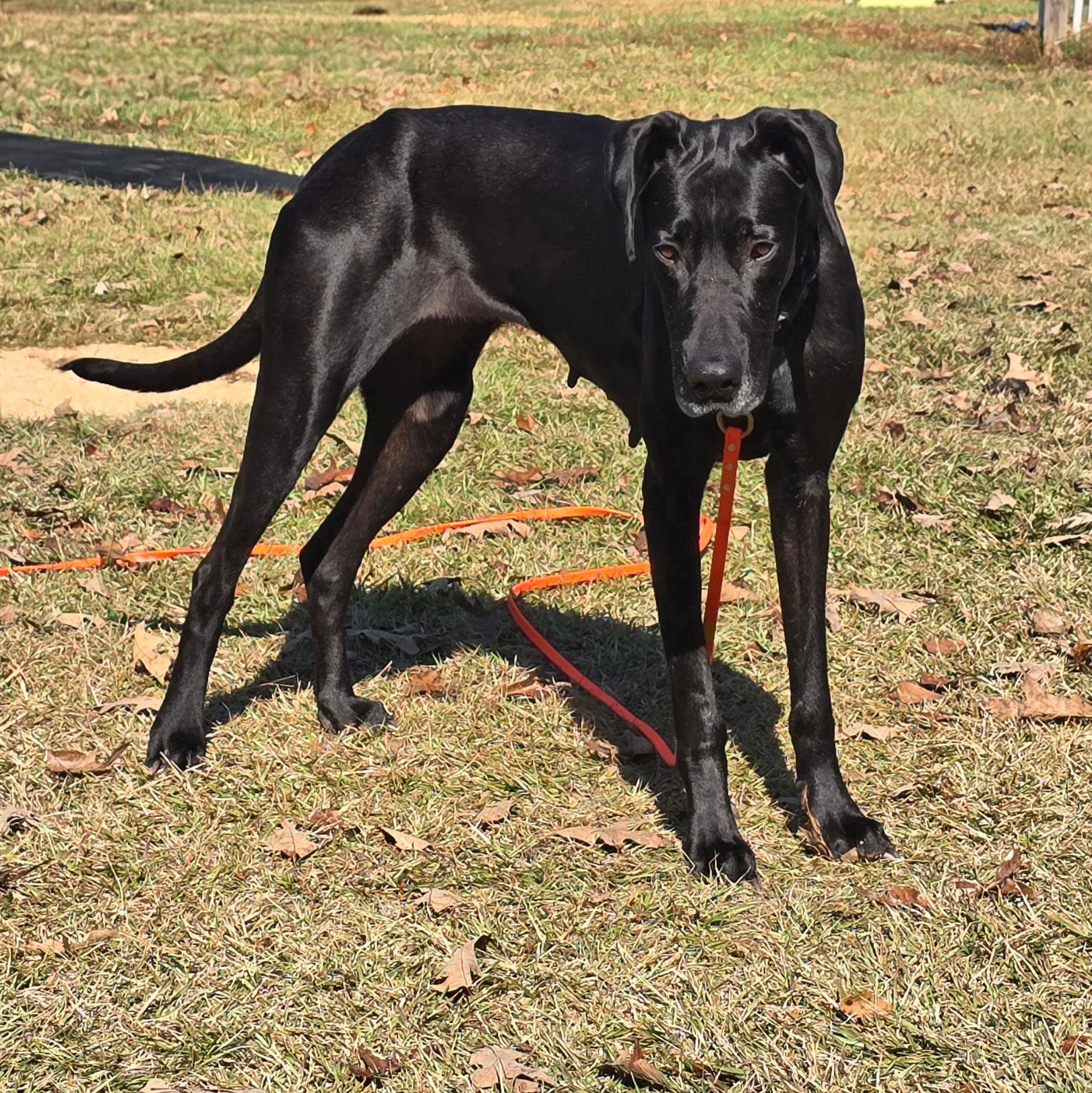 Kara, a Adoptable Great Dane in Pensacola, FL image 4/6