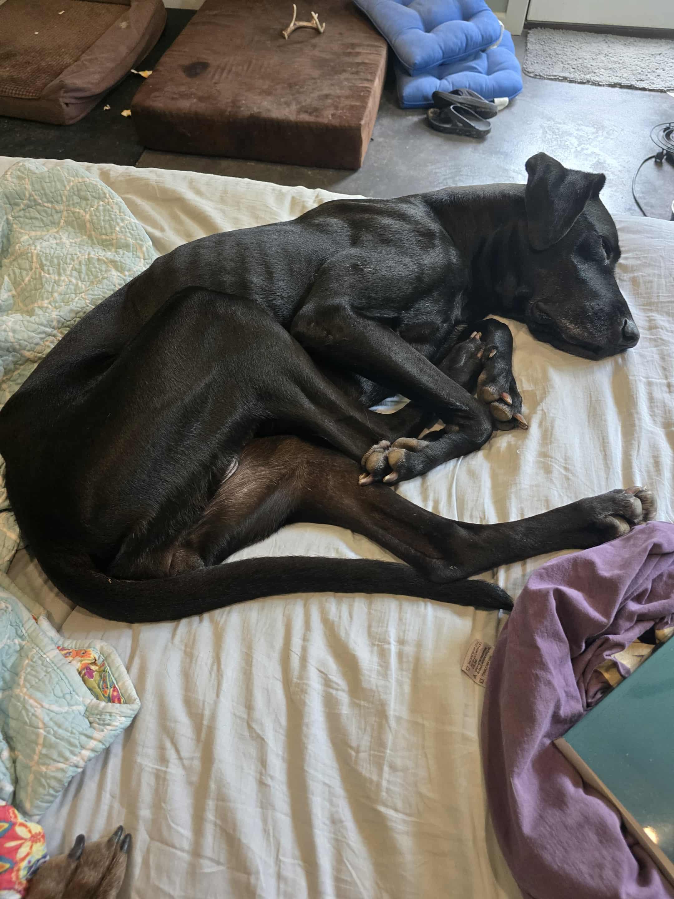 Kara, a Adoptable Great Dane in Pensacola, FL image 3/6