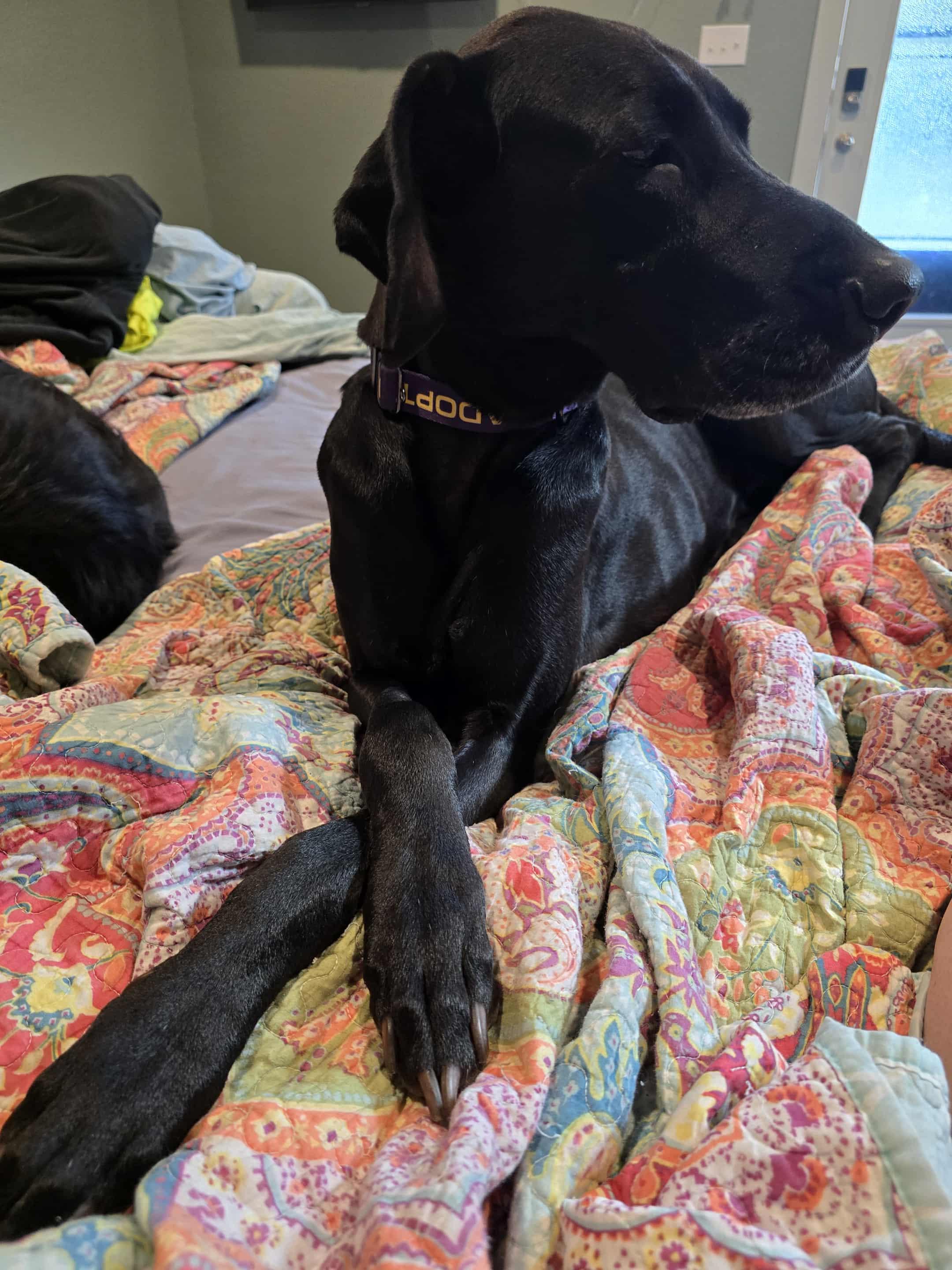 Kara, a Adoptable Great Dane in Pensacola, FL image 5/6