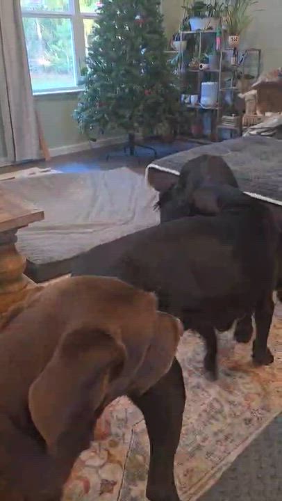 Enlarge Kara, a Adoptable Great Dane in Pensacola, FL video 6/6