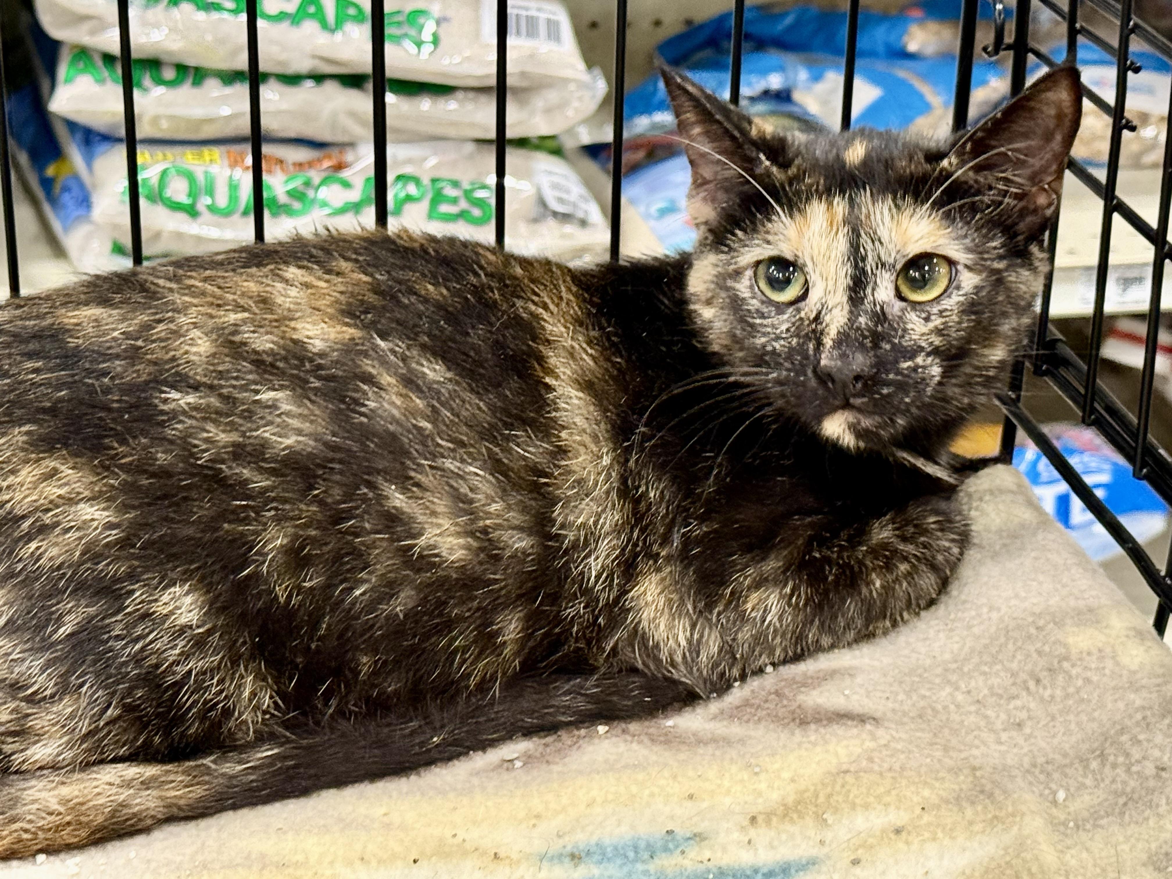 Enlarge Opal, a ADOPTABLE mixed breed in New Port Richey, FL image 1/1